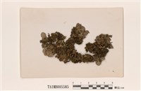 藏品(大緣毛裸緣梅衣)的圖片